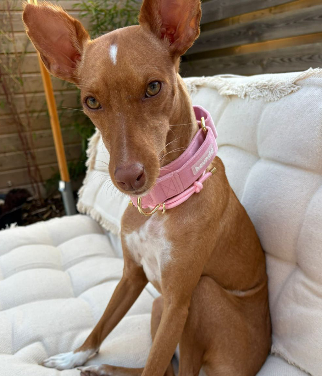 Martingale Collar product image 2