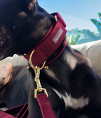 Martingale Collar product image 3
