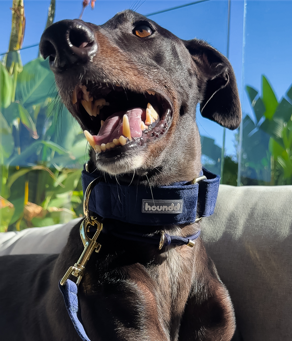 Martingale Collar product image 5