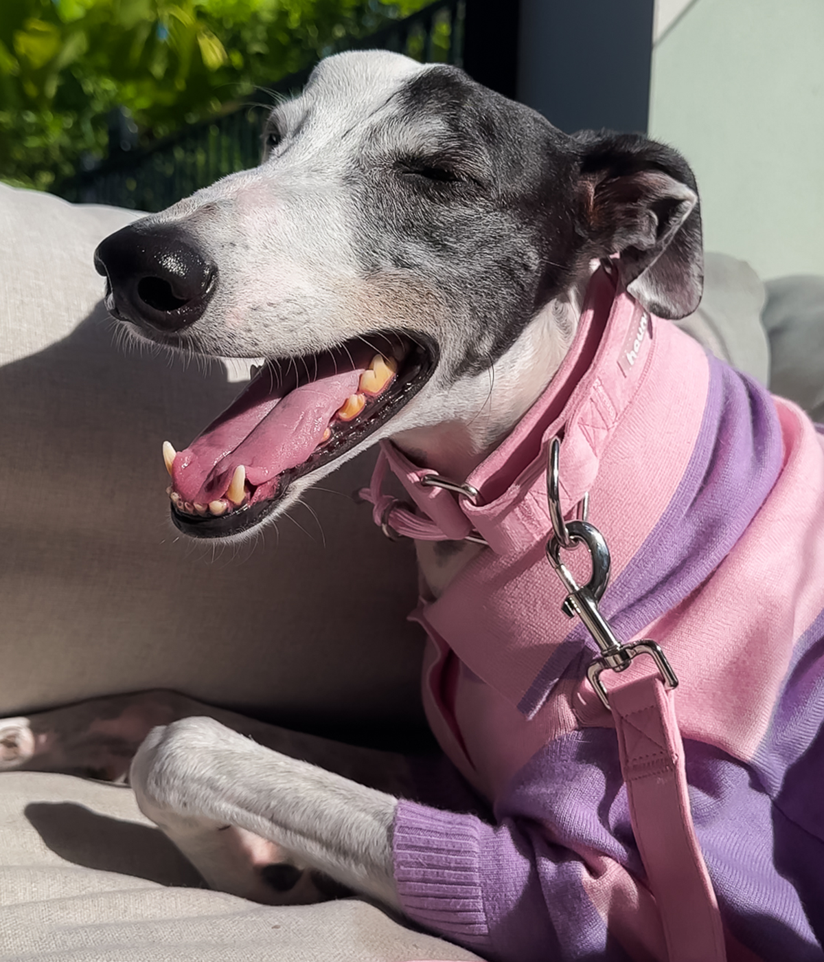 Martingale Collar product image 10