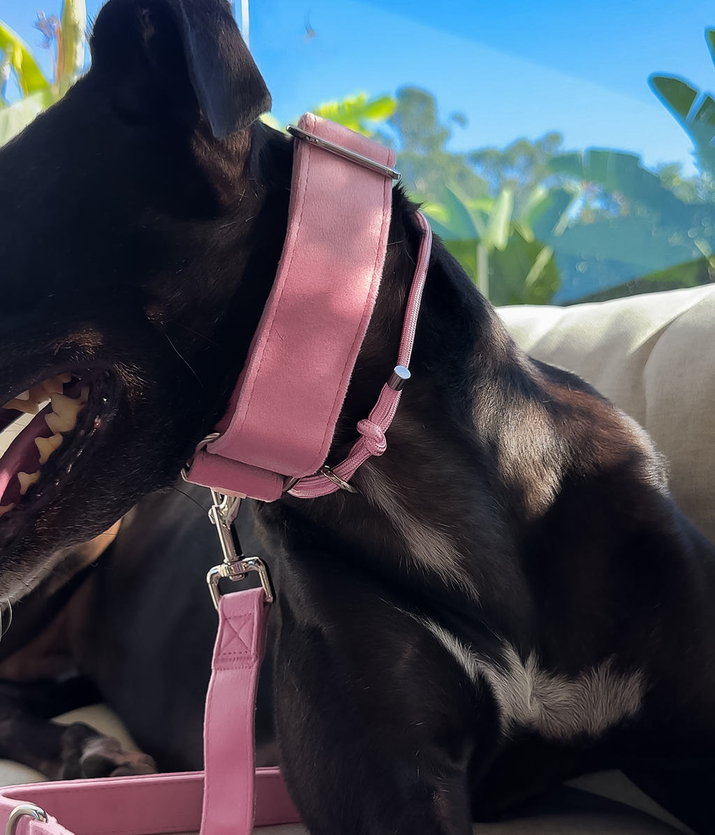 Martingale Collar product image 12