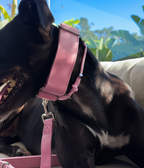 Martingale Collar product image 12