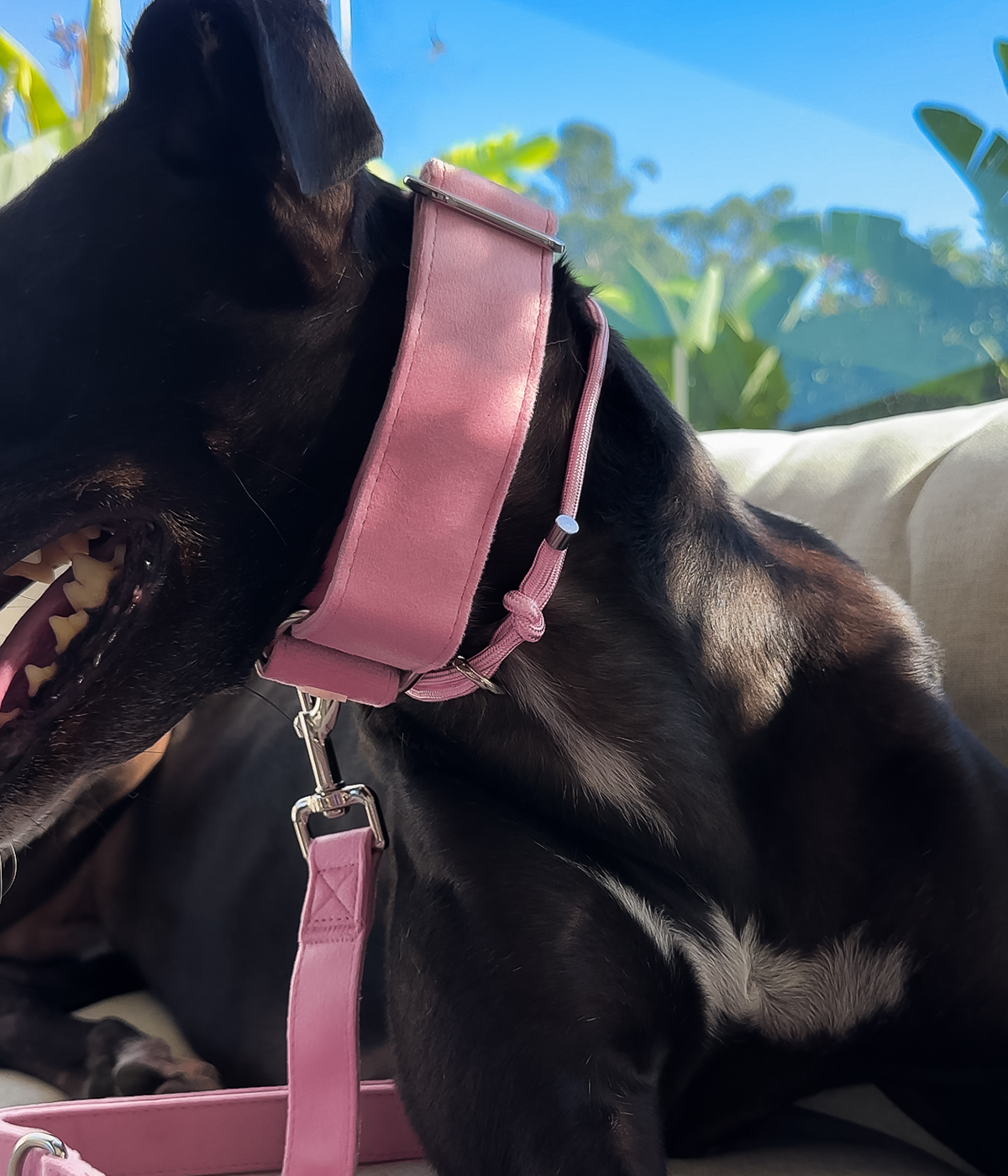 Martingale Collar product image 12