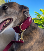 Martingale Collar product image 15
