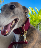 Martingale Collar product image 16