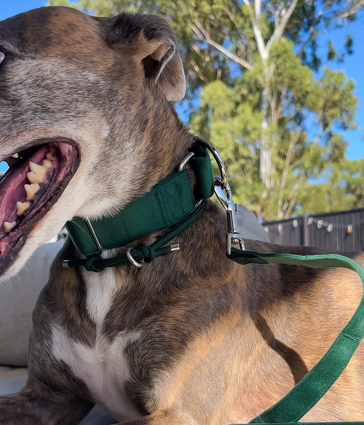 Martingale Collar product image 18