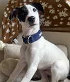 Martingale Collar product image 21