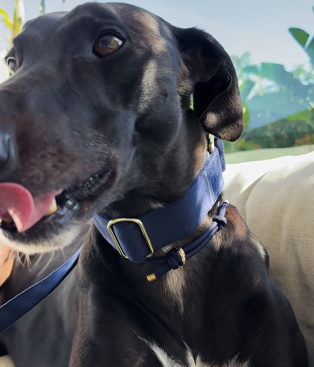 Martingale Collar product image 22