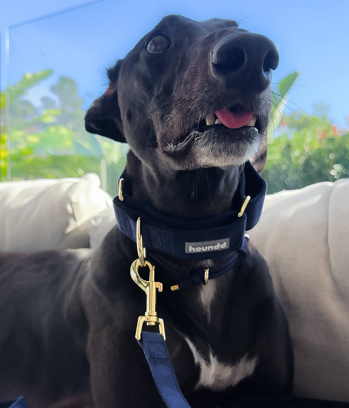 Martingale Collar product image 25