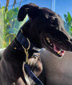 Martingale Collar product image 31
