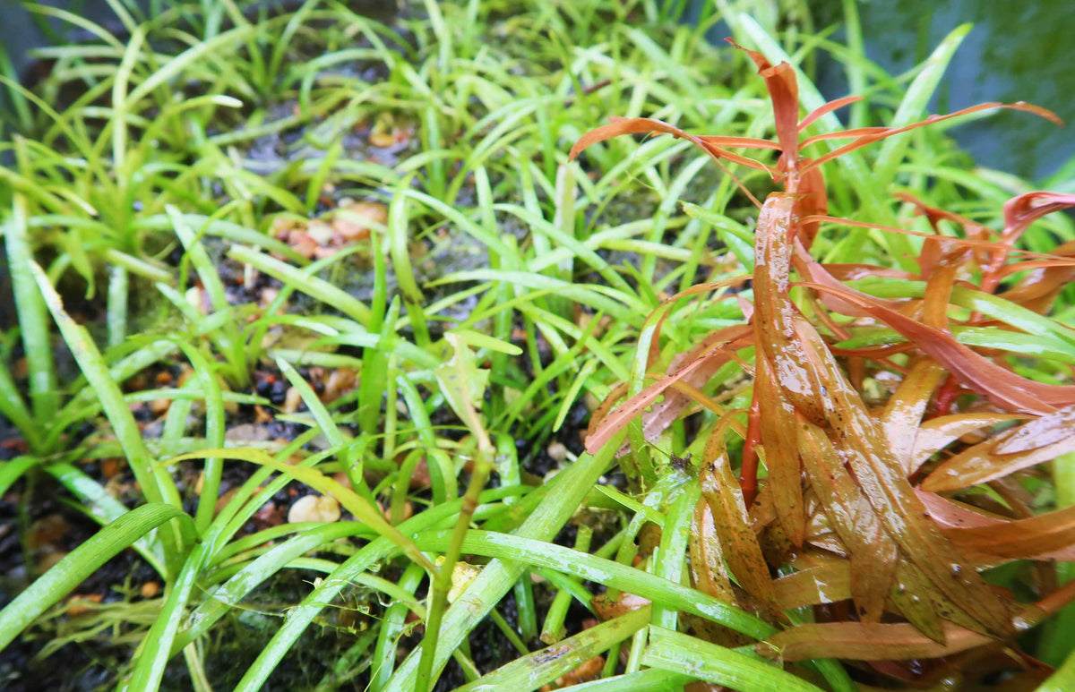 Live Dwarf Sagittaria Aquarium Plant product image 14