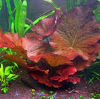 Live Tiger Lotus Aquarium Bulb product image 1