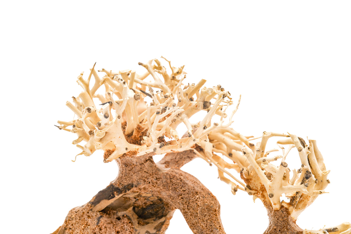 Aquarium Driftwood product image 14