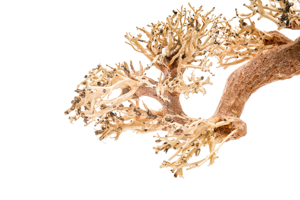 Aquarium Driftwood product image 17