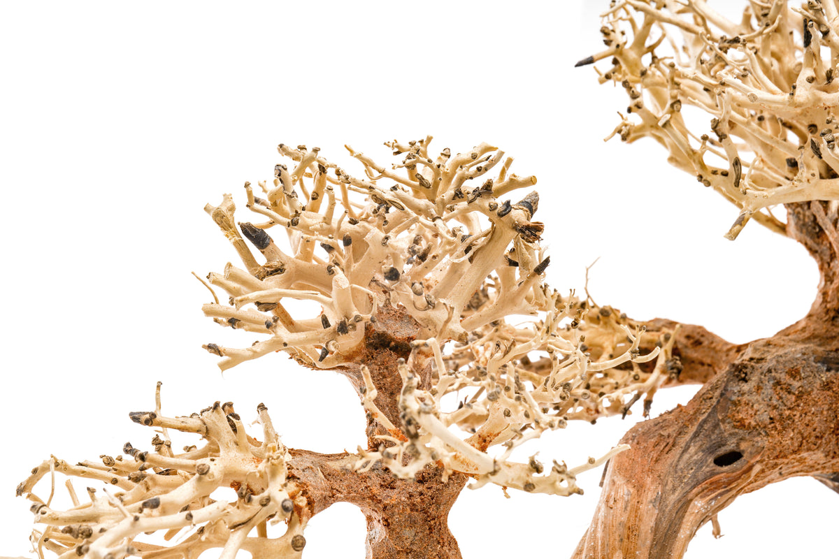 Aquarium Driftwood product image 23