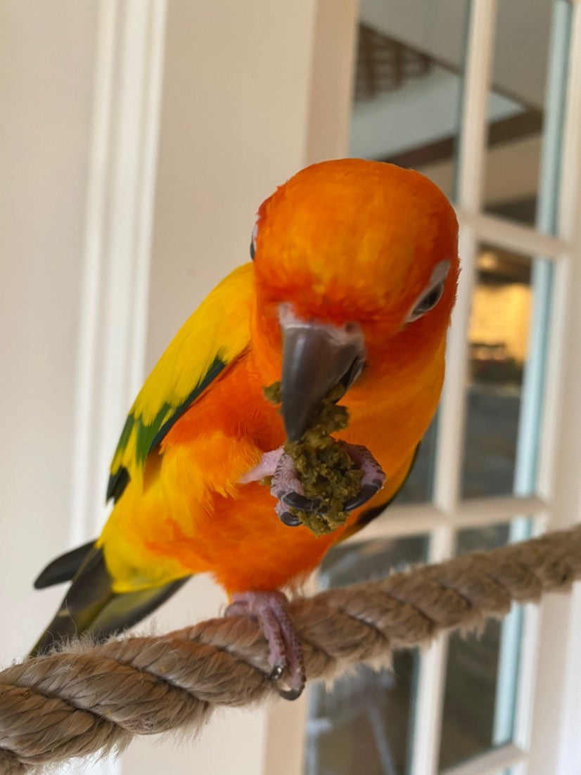 Parrot Birdie Bread Mix Bundle product image 34