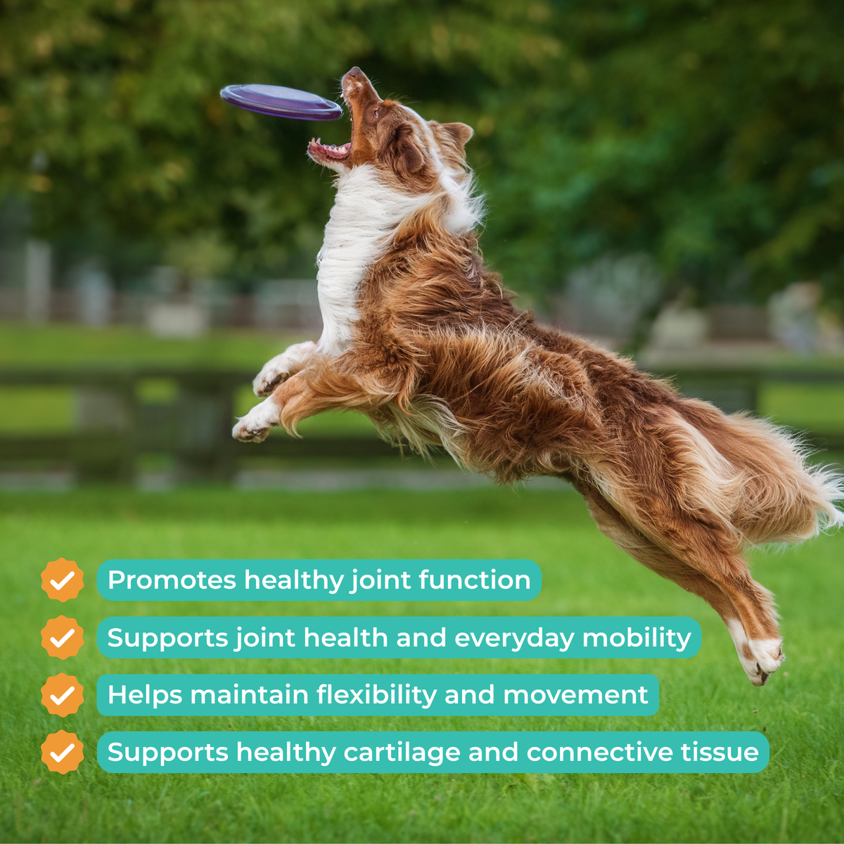Dog Joint Supplement product image 2