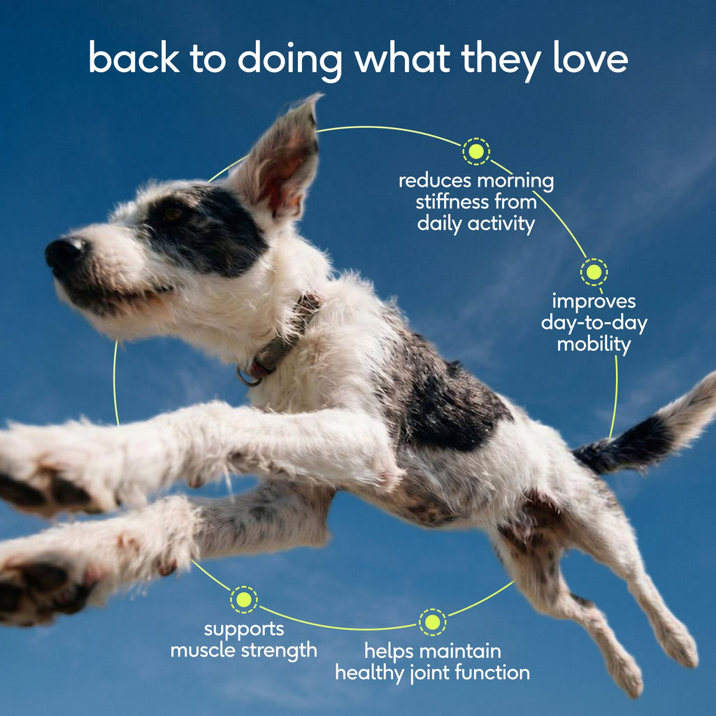 Dog Joint Supplement product image 4