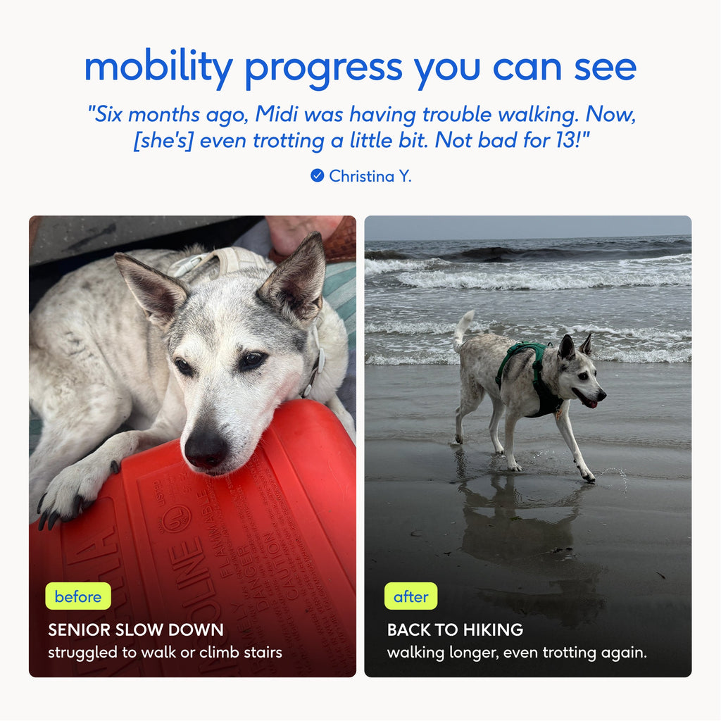 Dog Joint Supplement product image 8