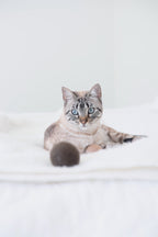 Cat Ball Toy product image 6