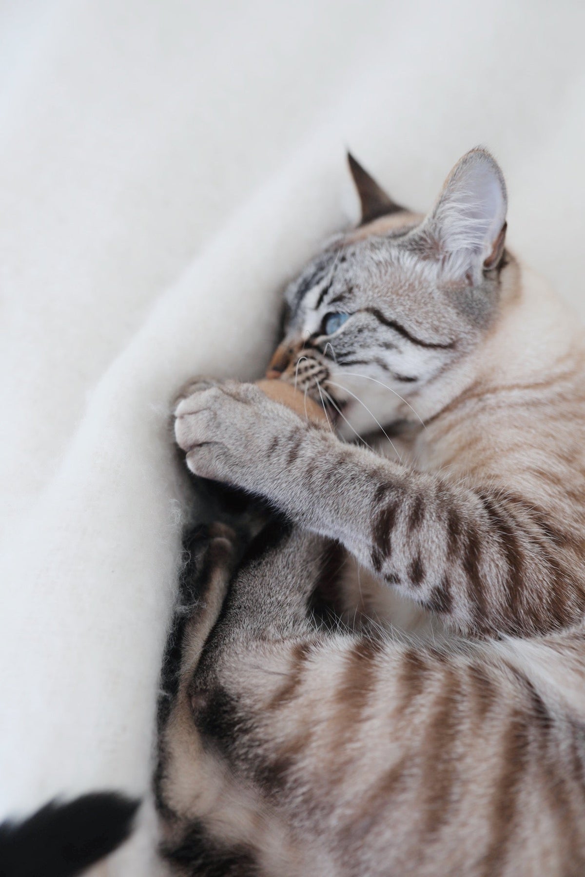 Cat Ball Toy product image 7
