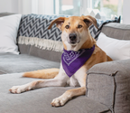Dog Joint Supplement product image 4