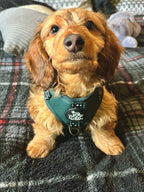 Adjustable Dog Harness product image 6