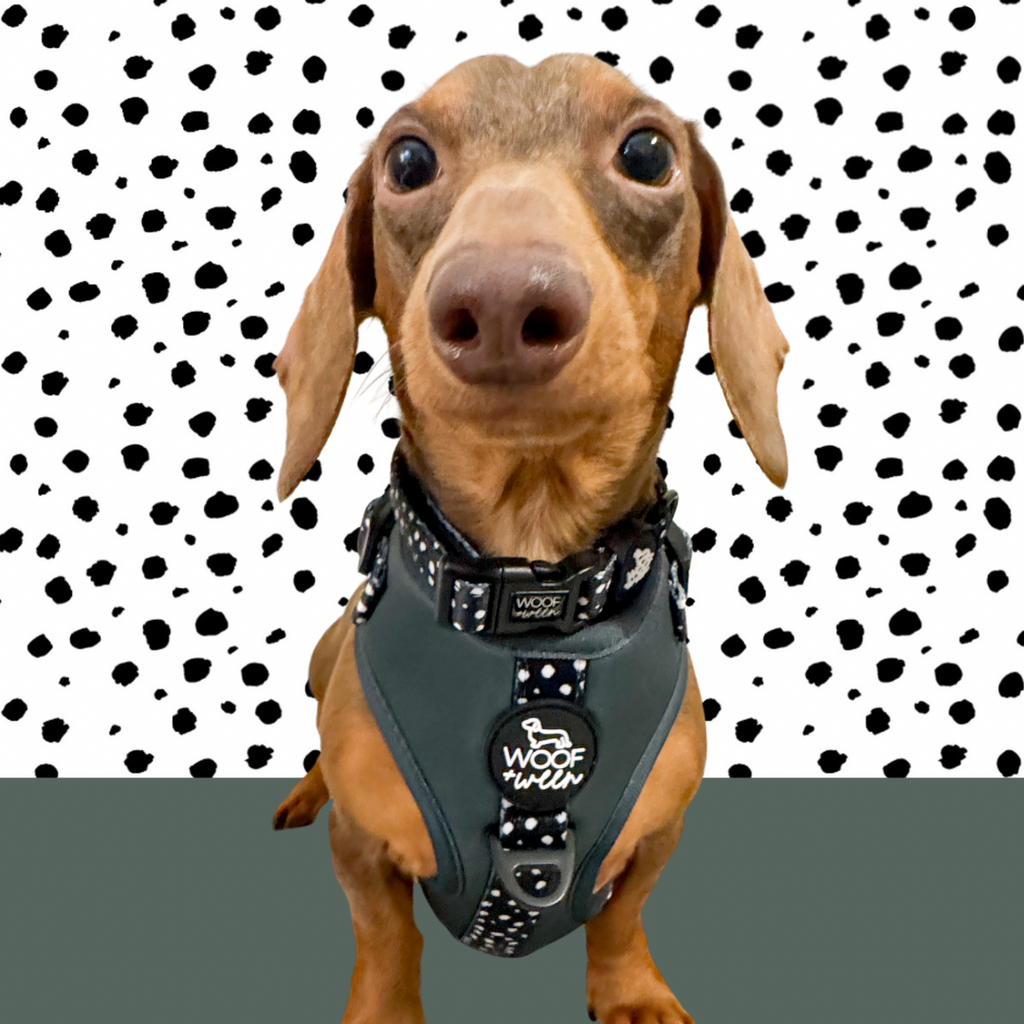 Adjustable Dog Harness product image 8