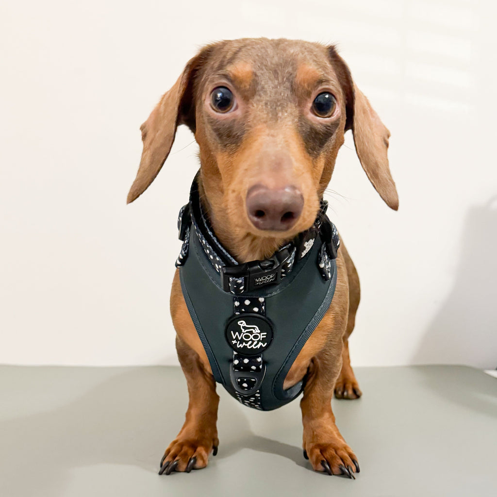 Adjustable Dog Harness product image 11