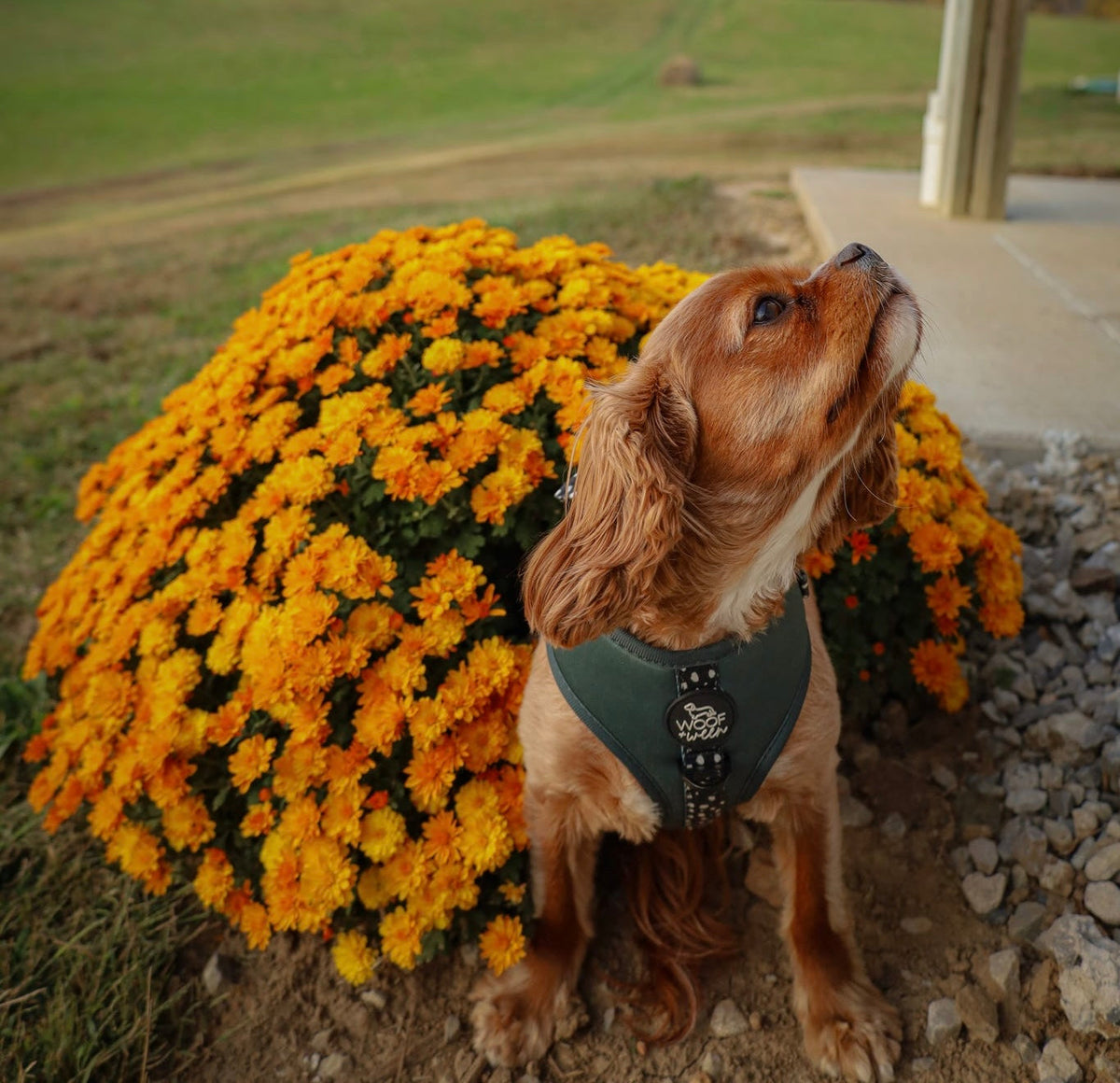 Adjustable Dog Harness product image 13