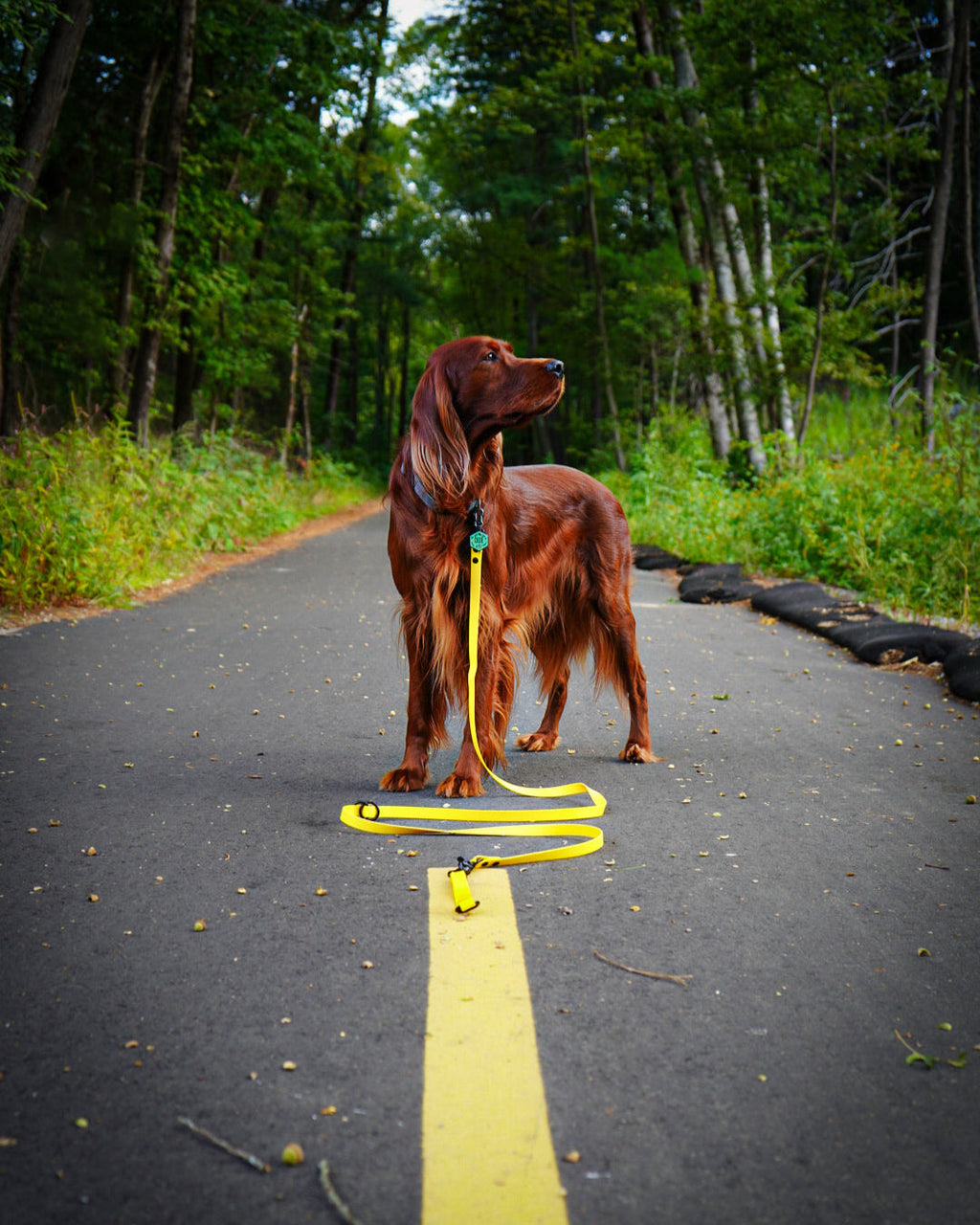 Multi-Way Dog Leash product image 2