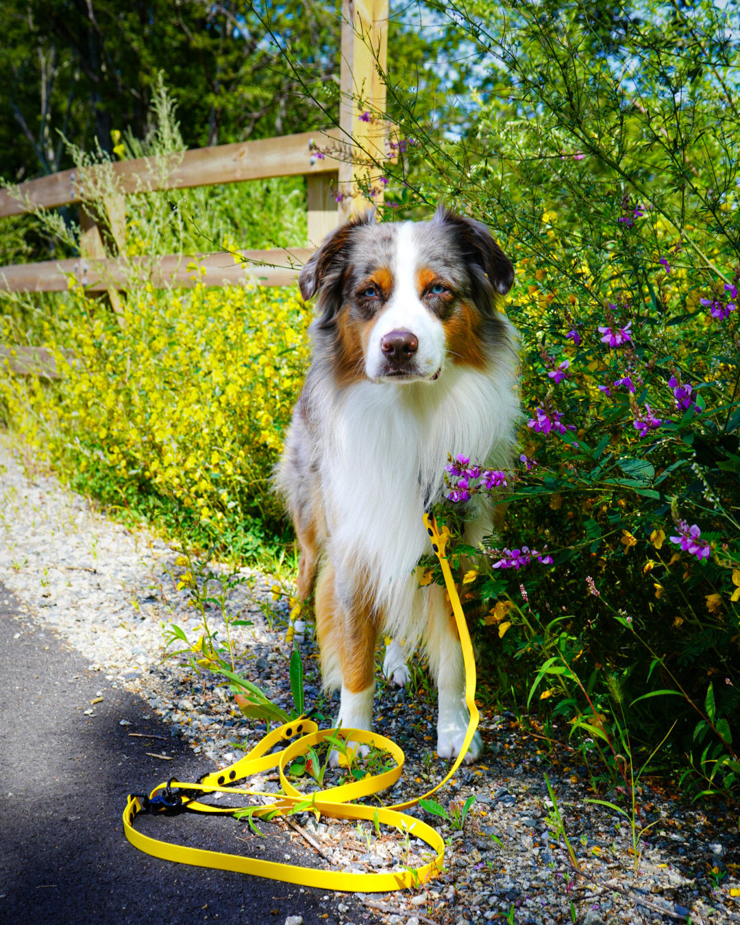 Multi-Way Dog Leash product image 5