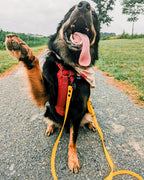Multi-Way Dog Leash product image 6