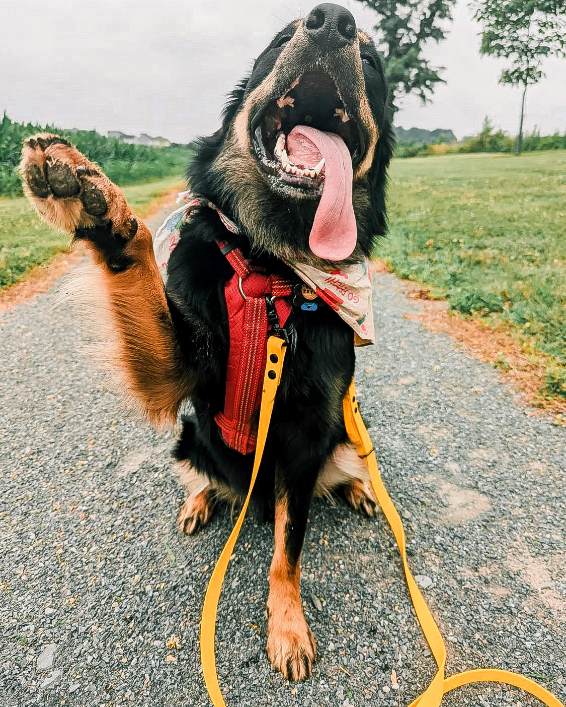 Multi-Way Dog Leash product image 6