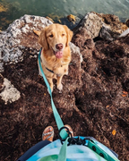 Multi-Way Dog Leash product image 8