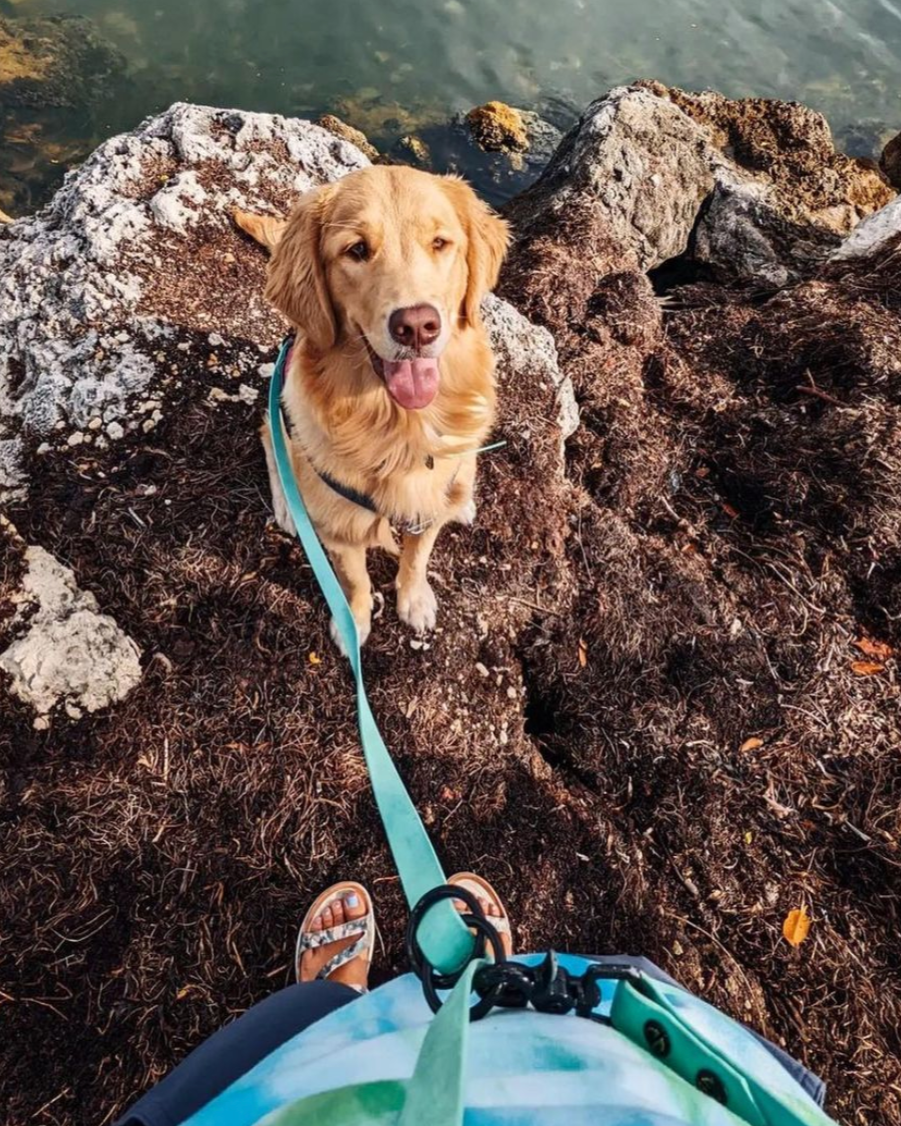 Multi-Way Dog Leash product image 8