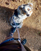 Multi-Way Dog Leash product image 10