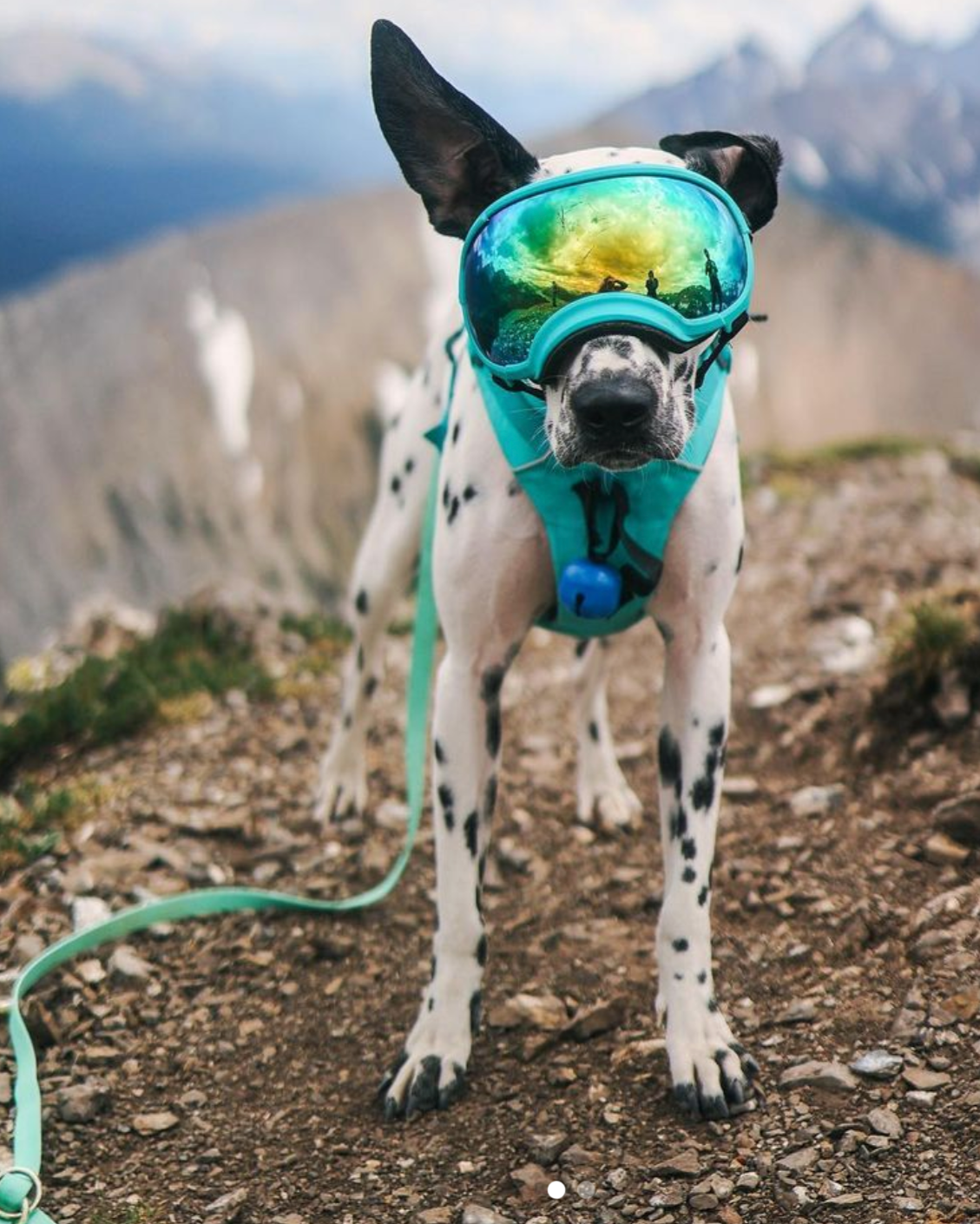 Multi-Way Dog Leash product image 11