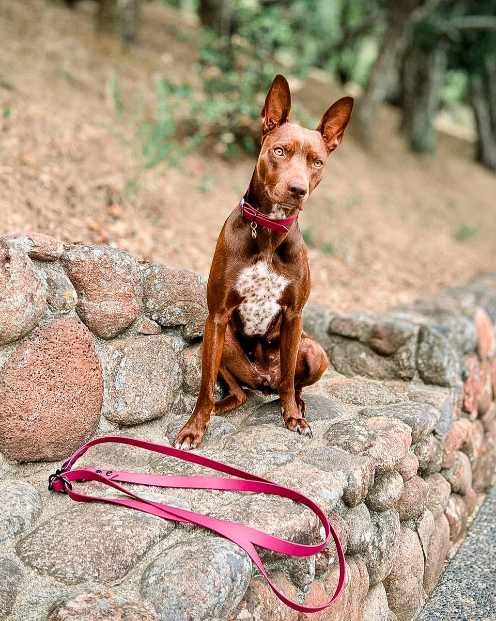 Multi-Way Dog Leash product image 12