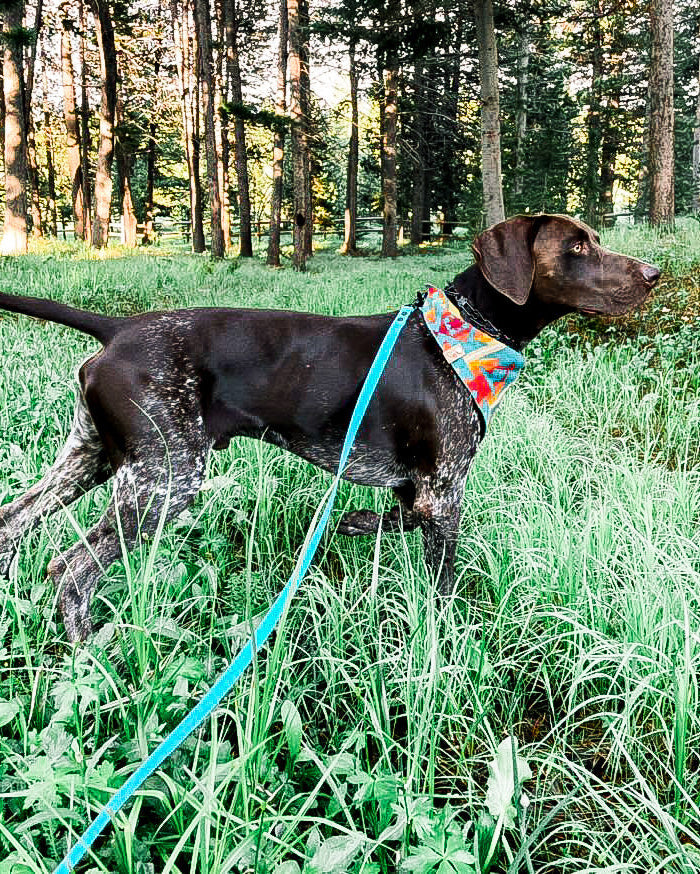 Multi-Way Dog Leash product image 16