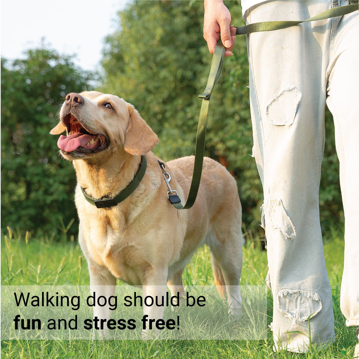 Dog Training Prong Collar product image 15