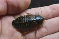 Dubia Roaches product image 1