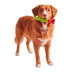 Dog Chew Toy product image 4