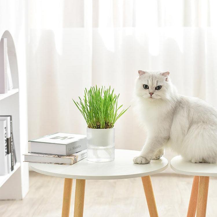 Michupet All-in-One Soil-Free Cat Grass Grow Kit - MichuPet