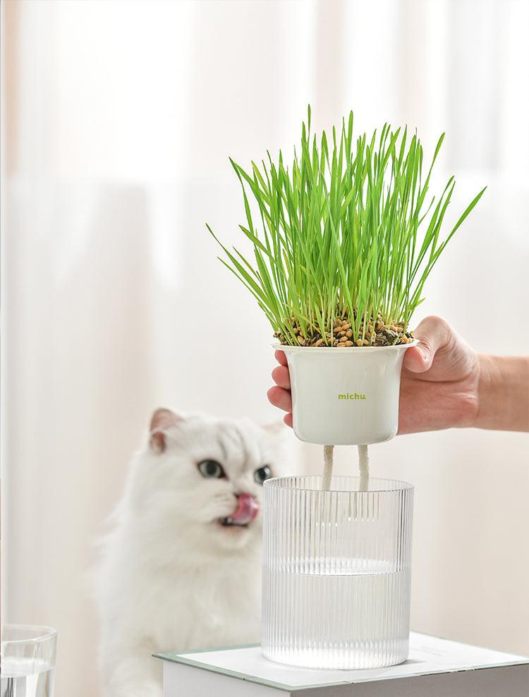 Michu All-in-One Soil-Free Cat Grass Grow Kit - Made In USA product image 5