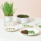 Michu All-in-One Soil-Free Cat Grass Grow Kit - Made In USA product image 6