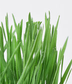 Michu All-in-One Soil-Free Cat Grass Grow Kit - Made In USA product image 7