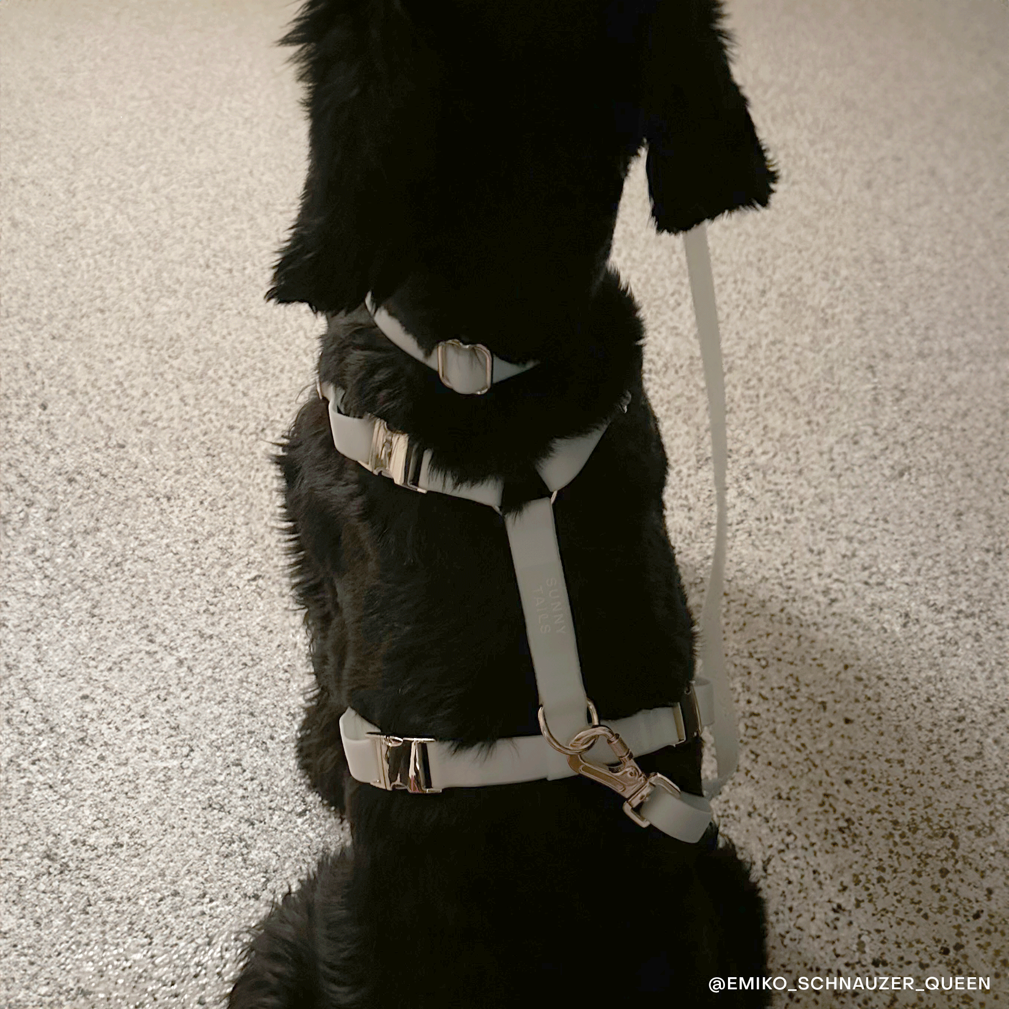 Dog Treat Pouch product image 5