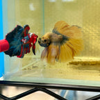 Betta Flare Stick product image 6