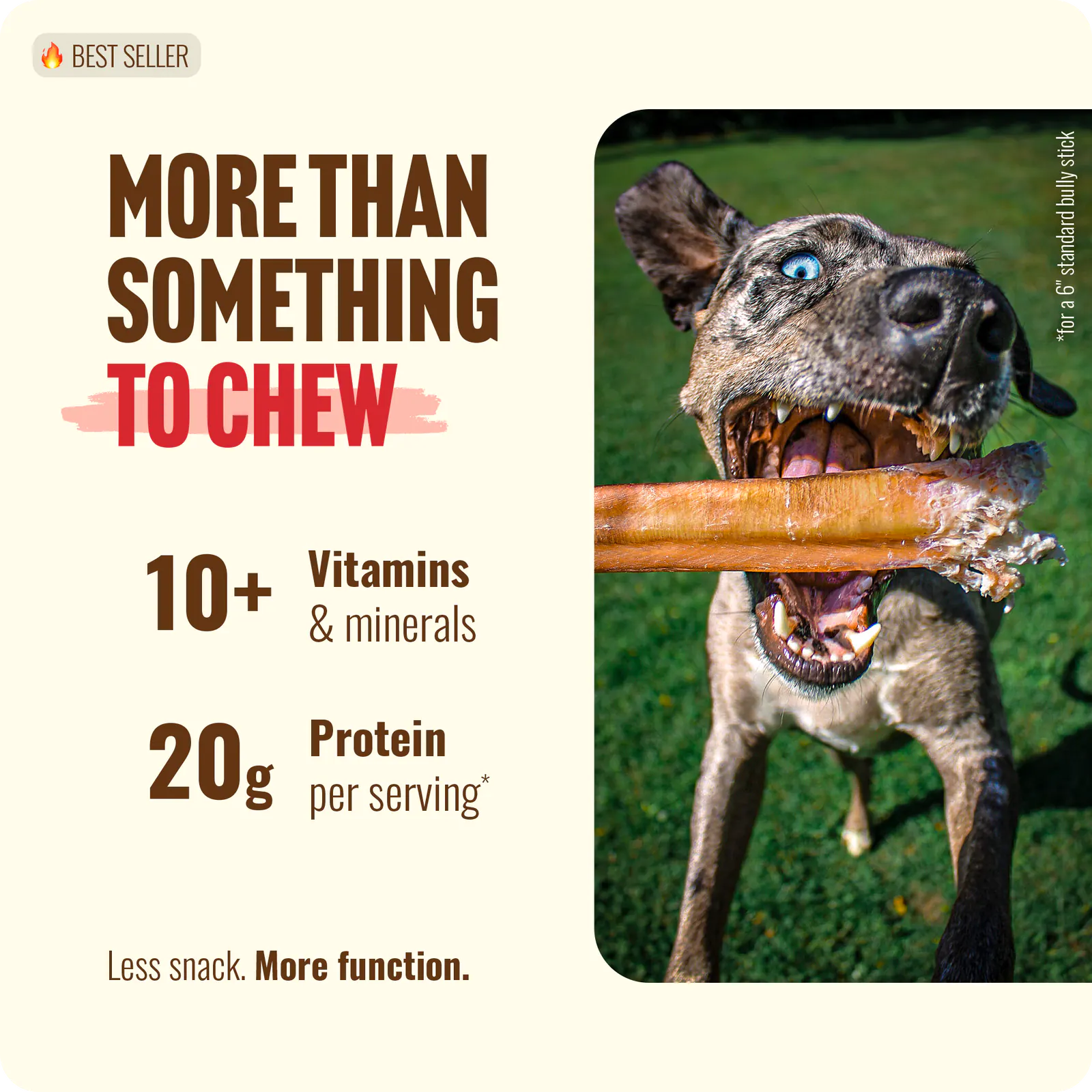12 Inch Extra Thick Bully Sticks product image 3